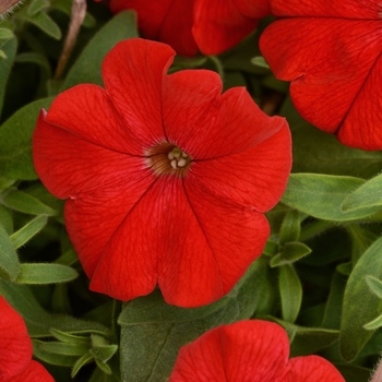 Petunia - Headliner&trade; Red