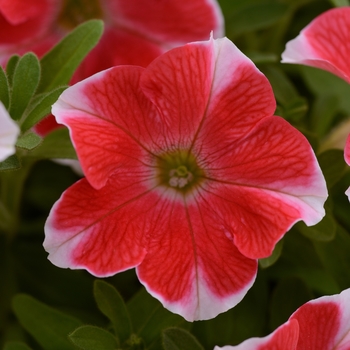 Petunia - Headliner&trade; Red Star