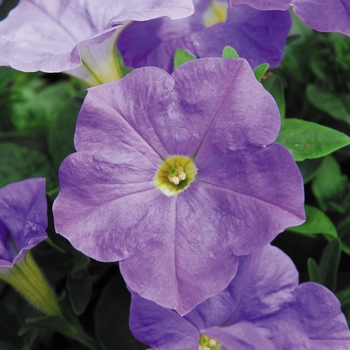 Petunia - Headliner&trade; Sky Blue