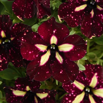 Petunia - Headliner&trade; Starry Sky Burgundy