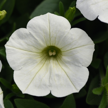 Petunia - Headliner&trade; White