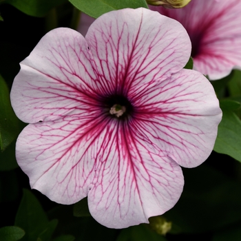 Petunia - Headliner&trade; White Rose Vein