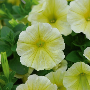 Petunia - Headliner&trade; Yellow