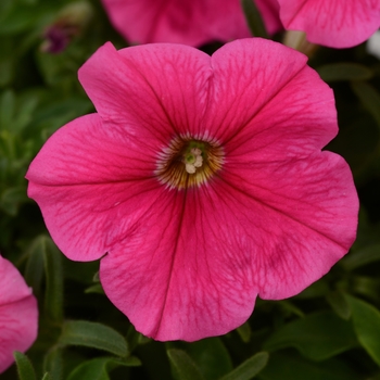Petunia - Starlet&trade; 'Dark Pink'