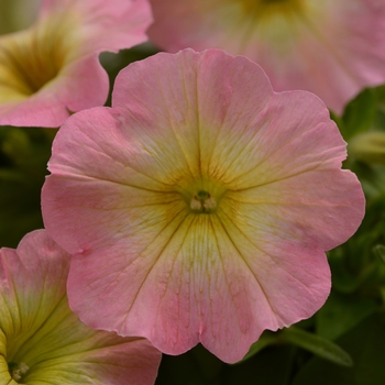 Petunia - Starlet&trade; 'Pink Lemonade'
