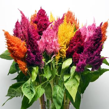 Celosia (Cockscomb) - KIMONO Mix