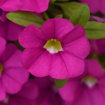 Calibrachoa (Mini Petunia) - Cabaret&reg; 'Pink Improved'