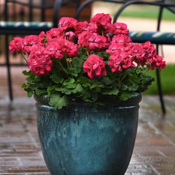 Pelargonium x hortorum (Zonal Geranium) - Galaxy&trade; 'Watermelon'
