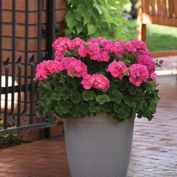 Pelargonium x hortorum (Zonal Geranium) - Galaxy&trade; 'Pink'