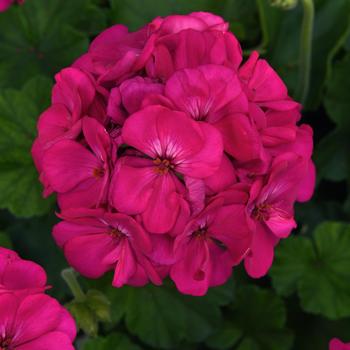 Pelargonium x hortorum (Zonal Geranium) - Galaxy&trade; 'Purple'