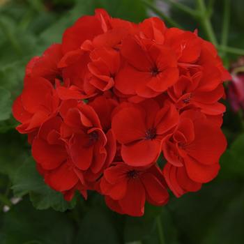 Pelargonium x hortorum (Zonal Geranium) - Galaxy&trade; 'Red'