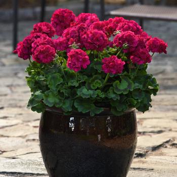 Pelargonium x hortorum (Zonal Geranium) - Galaxy&trade; 'Violet'