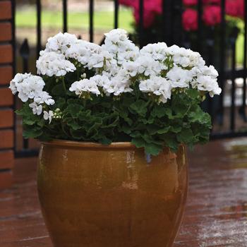 Pelargonium x hortorum (Zonal Geranium) - Galaxy&trade; 'White'