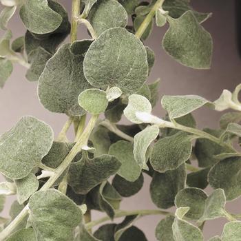 Helichrysum petiolare - 'Licorice' Licorice Plant