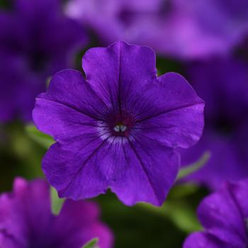 Petunia - ColorRush&trade; Blue