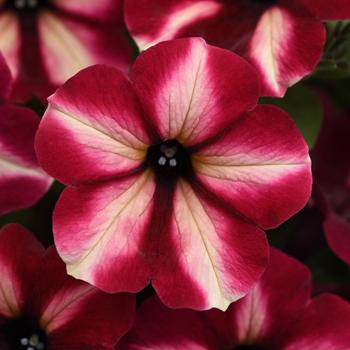 Petunia - ColorRush&trade; Merlot Star