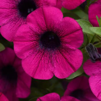 Petunia - ColorRush&trade; Purple