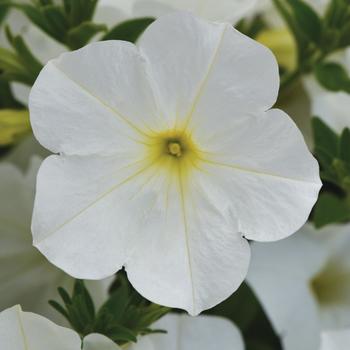 Petunia - ColorRush&trade; White