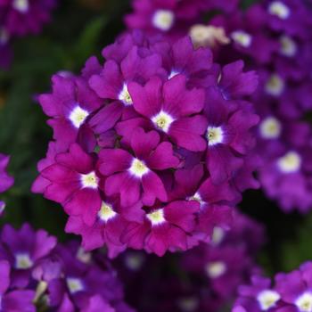 Verbena peruviana - Firehouse&trade; 'Violet Wink'
