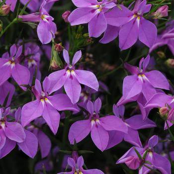 Lobelia erinus (Trailing Lobelia) - Magadi&trade; 'Compact Purple'