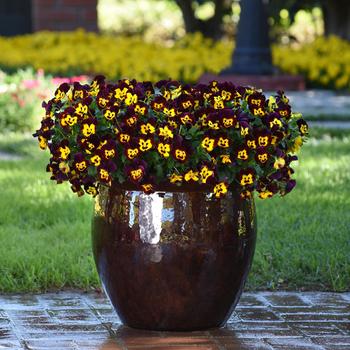Viola x wittrockiana (Pansy) - Cool Wave&reg; 'Fire'