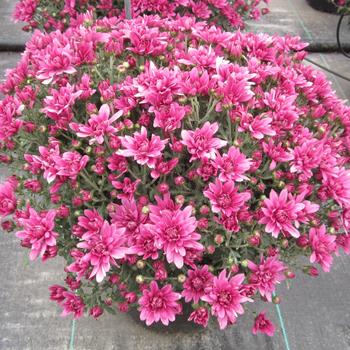 Chrysanthemum x morifolium (Mum) - 
