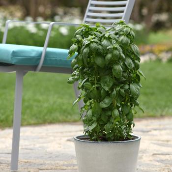 Ocimum basilicum - 'Emerald Towers' Basil