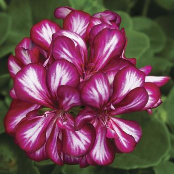 Pelargonium peltatum (Ivy Geranium) - Ivy League&trade; 'Burgundy Bicolor'