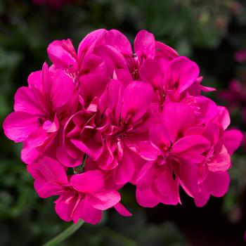 Pelargonium peltatum (Ivy Geranium) - Ivy League&trade; 'Deep Pink'