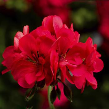 Pelargonium peltatum (Ivy Geranium) - Ivy League&trade; 'Hot Coral'