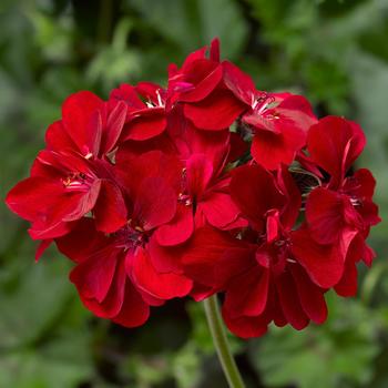 Pelargonium peltatum (Ivy Geranium) - Ivy League&trade; 'Red'