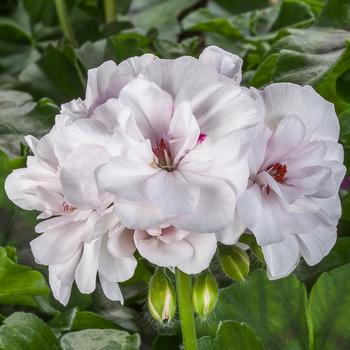 Pelargonium peltatum (Ivy Geranium) - Ivy League&trade; 'White'