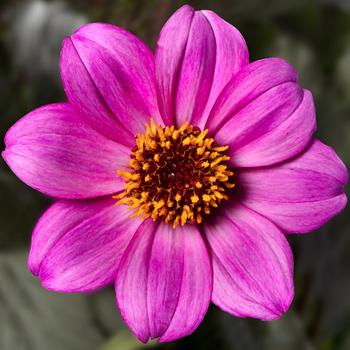 Dahlia - Happy Days&trade; Purple Improved