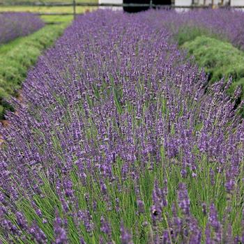 Lavandula x intermedia - 'Phenomenal' Lavender
