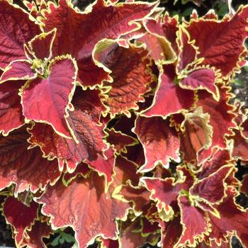 coleus - Stained Glassworks&trade; 'Crown Jewel'