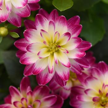 Dahlia - Dahlita&trade; 'Purple+White Eye'