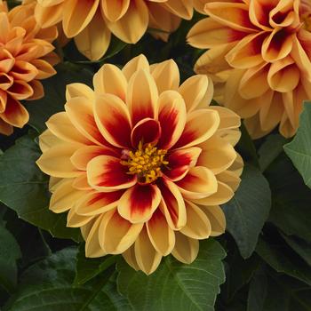 Dahlia - Dahlietta&reg; 'Candy'