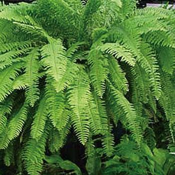Nephrolepis exaltata - Boston True Fern