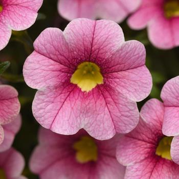 Calibrachoa (Trailing Petunia) - Cabaret&reg; 'Strawberry Parfait'