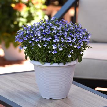 Lobelia erinus (Trailing Lobelia) - Magadi&trade; 'Compact Blue Bay'