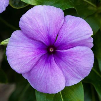 Catharanthus roseus (Vinca, Periwinkle) - Blockbuster&trade; Blue