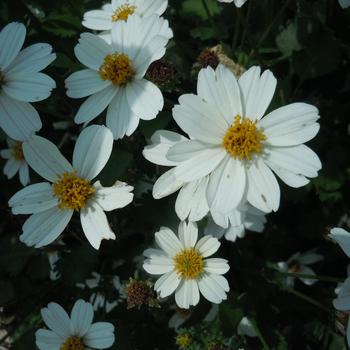 Bidens ferulifolia - 'White Delight&trade;'