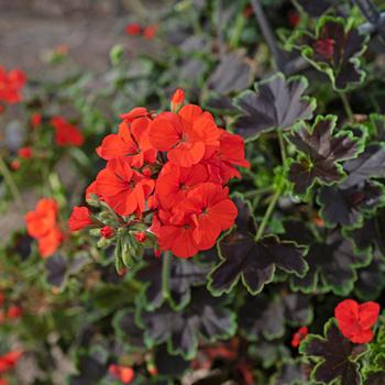Pelargonium (Geranium) - Tall Dark & Handsome&reg; 'Blood Orange'
