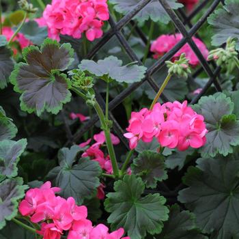 Pelargonium (Geranium) - Tall Dark & Handsome&reg; 'Hot Pink'