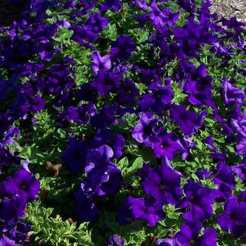 Petunia - Surfinia&reg; 'Giant Blue'