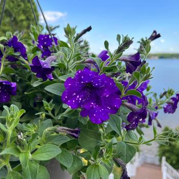 Petunia - Headliner&trade; Night Sky