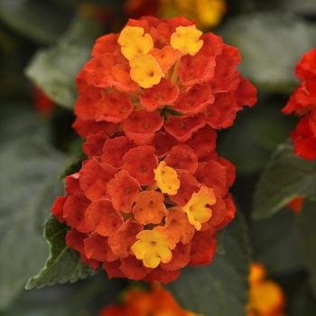 Lantana camara - Shamrock&trade; Red