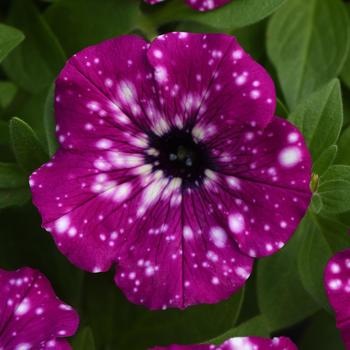 Petunia - Headliner&trade; Electric Purple Sky