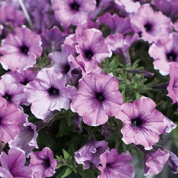 Petunia - Headliner&trade; Lavender Picotee