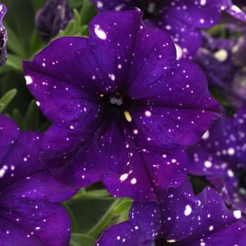 Petunia - Headliner&trade; Violet Sky